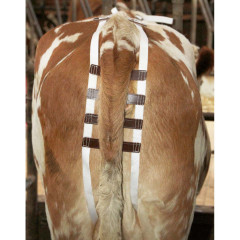 Basto in nylon per prolasso uterino bovini